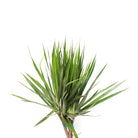 Dracaena Marginata Braid 10 Inch Pot - Chive Plant Studio - Plants - Chive Studio 2024