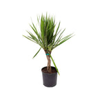 Dracaena Marginata Braid 10 Inch Pot - Chive Plant Studio - Plants - Chive Studio 2024