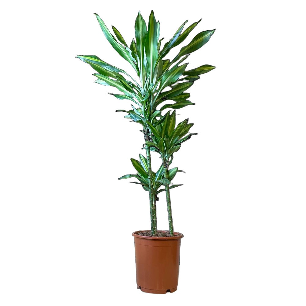 Dracaena Cintho Cane 10 Inch Pot - Chive Plant Studio - Plants - Chive Studio 2024