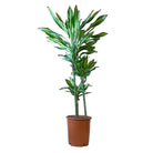 Dracaena Cintho Cane 10 Inch Pot - Chive Plant Studio - Plants - Chive Studio 2024