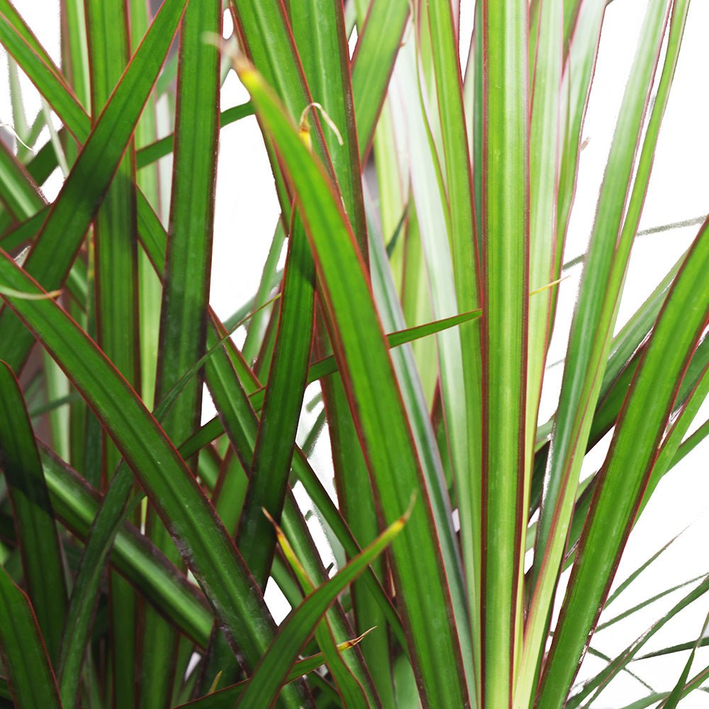 Close-up of long, thin, and pointed green leaves with reddish edges. The leaves are clustered and appear to be part of a Dracaena Marginata from Chive Studio, creating a dense and lush appearance. Perfect for a living room with a north-east facing window, the tall foliage of this plant in its 10-inch Flat Weave pot stands out against the white background.