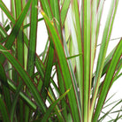 Close-up of long, thin, and pointed green leaves with reddish edges. The leaves are clustered and appear to be part of a Dracaena Marginata from Chive Studio, creating a dense and lush appearance. Perfect for a living room with a north-east facing window, the tall foliage of this plant in its 10-inch Flat Weave pot stands out against the white background.