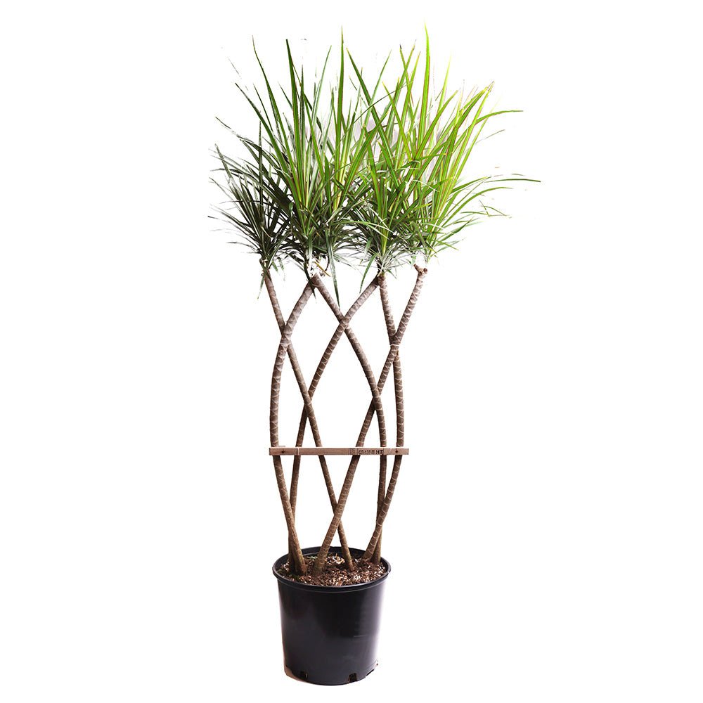 Dracaena Marginata Flat Weave 10 Inches - Chive Plant Studio - Plants - Chive Plant Studio