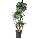 Dracaena Jade Jewel 10 Inch Pot - Chive Plant Studio - Plants - Chive Studio 2024