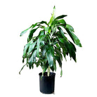 Dracaena Janet Craig 10 Inch Pot - Chive Plant Studio - Plants - Chive Studio 2024