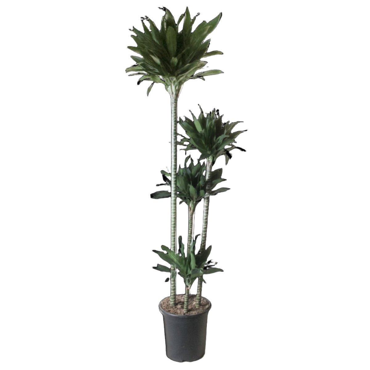 Dracaena Compacta 10 Inch Pot - Chive Plant Studio - Plants - Chive Studio 2024