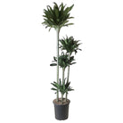 Dracaena Compacta 10 Inch Pot - Chive Plant Studio - Plants - Chive Studio 2024