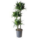 Dracaena Compacta 10 Inch Pot - Chive Plant Studio - Plants - Chive Studio 2024