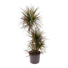 A tall, slender Dracaena Magenta Cane 10 Inches plant with spiky green leaves growing in a gray pot, isolated on a white background by Chive Studio.
