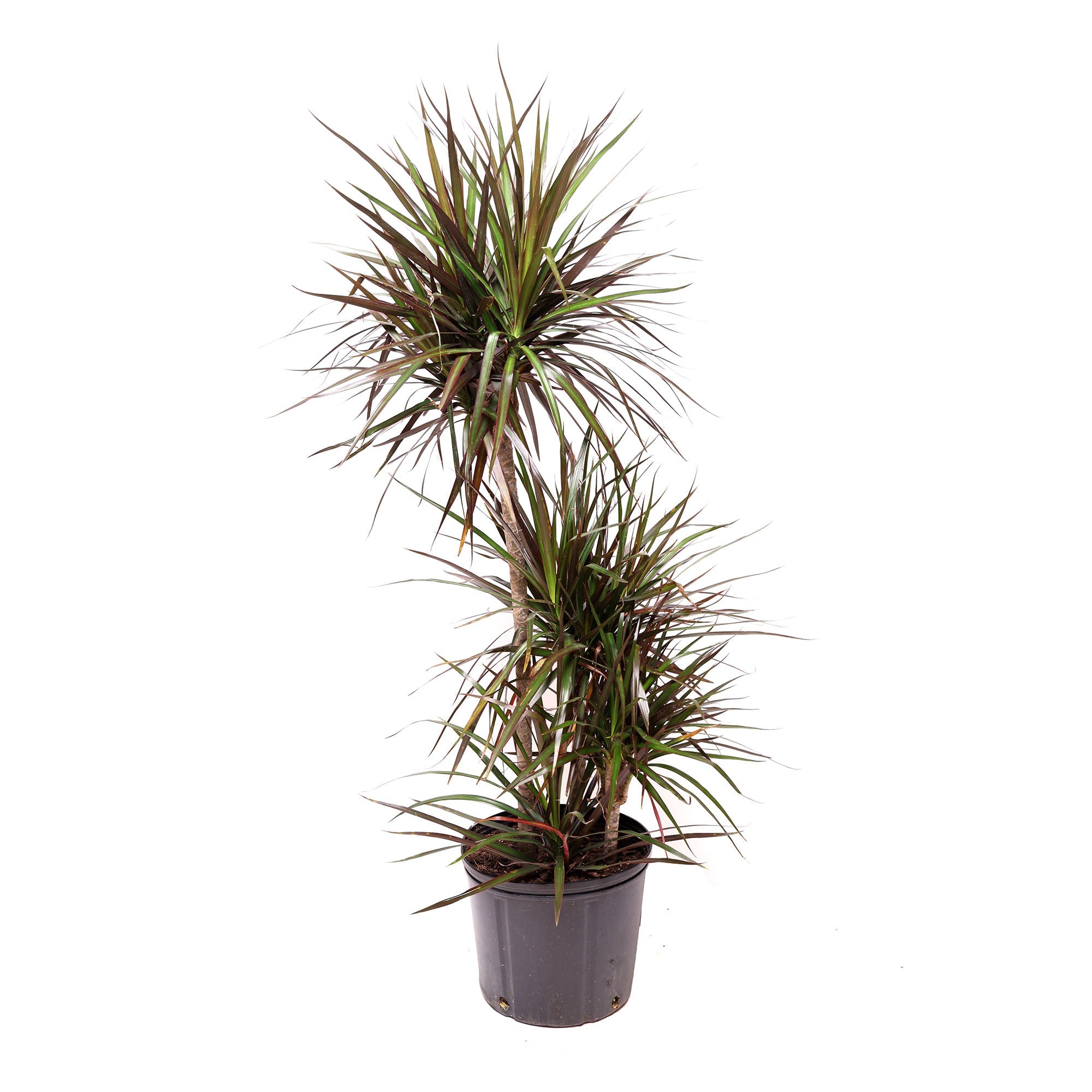 A tall, slender Dracaena Magenta Cane 10 Inches plant with spiky green leaves growing in a gray pot, isolated on a white background by Chive Studio.