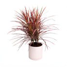 A 10-inch Dracaena Marginata Colorama plant with long, slender red-tipped leaves, potted in a pink blush dojo pot with detachable saucer against a white background