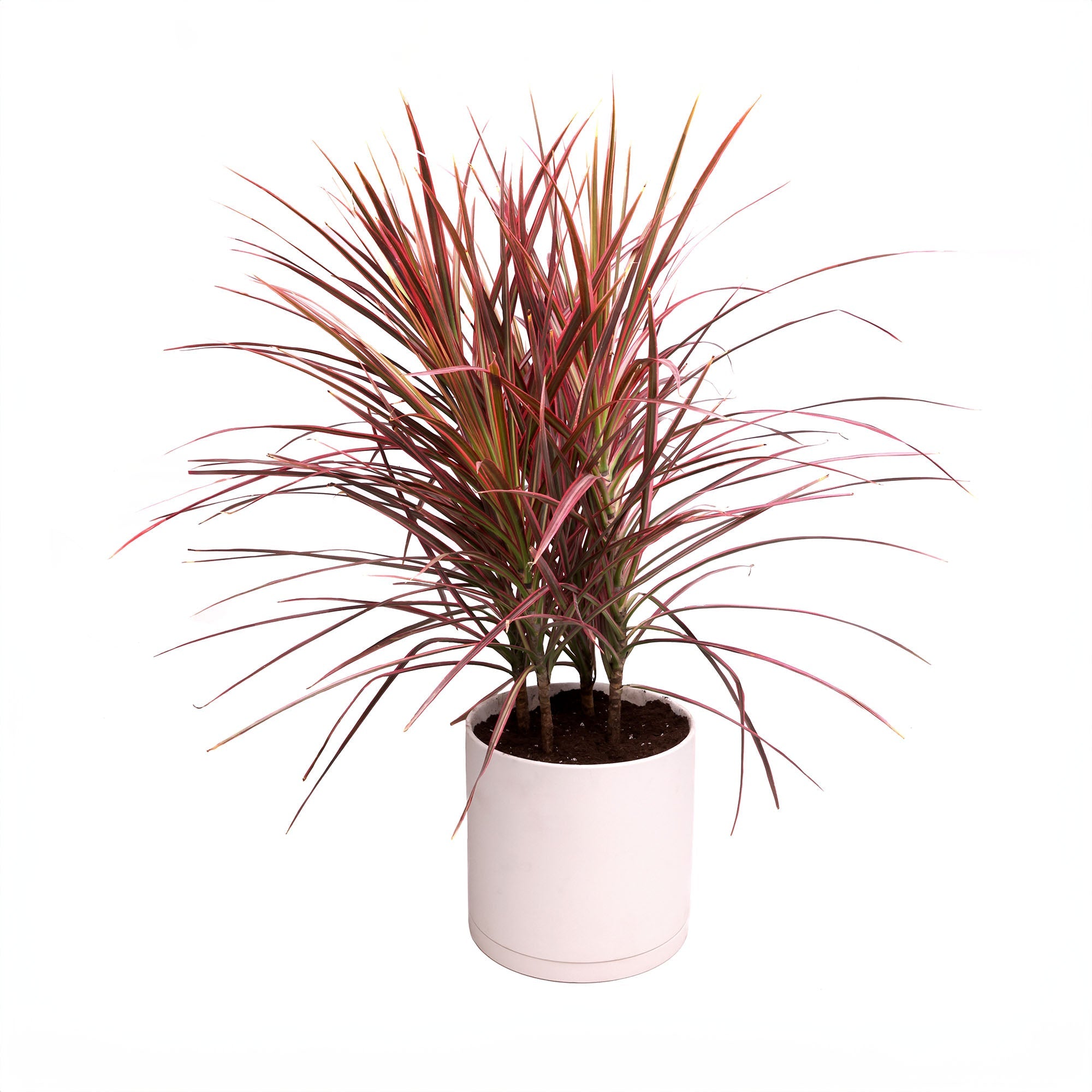 A 10-inch Dracaena Marginata Colorama plant with long, slender red-tipped leaves, potted in a pink blush dojo pot with detachable saucer against a white background