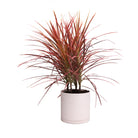 A 10-inch Dracaena Marginata Colorama plant with long, slender red-tipped leaves, potted in a white blush dojo pot with detachable saucer against a white background