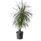 Dracaena Marginata Character 10 Inch Pot - Chive Plant Studio - Plants - Chive Studio 2024