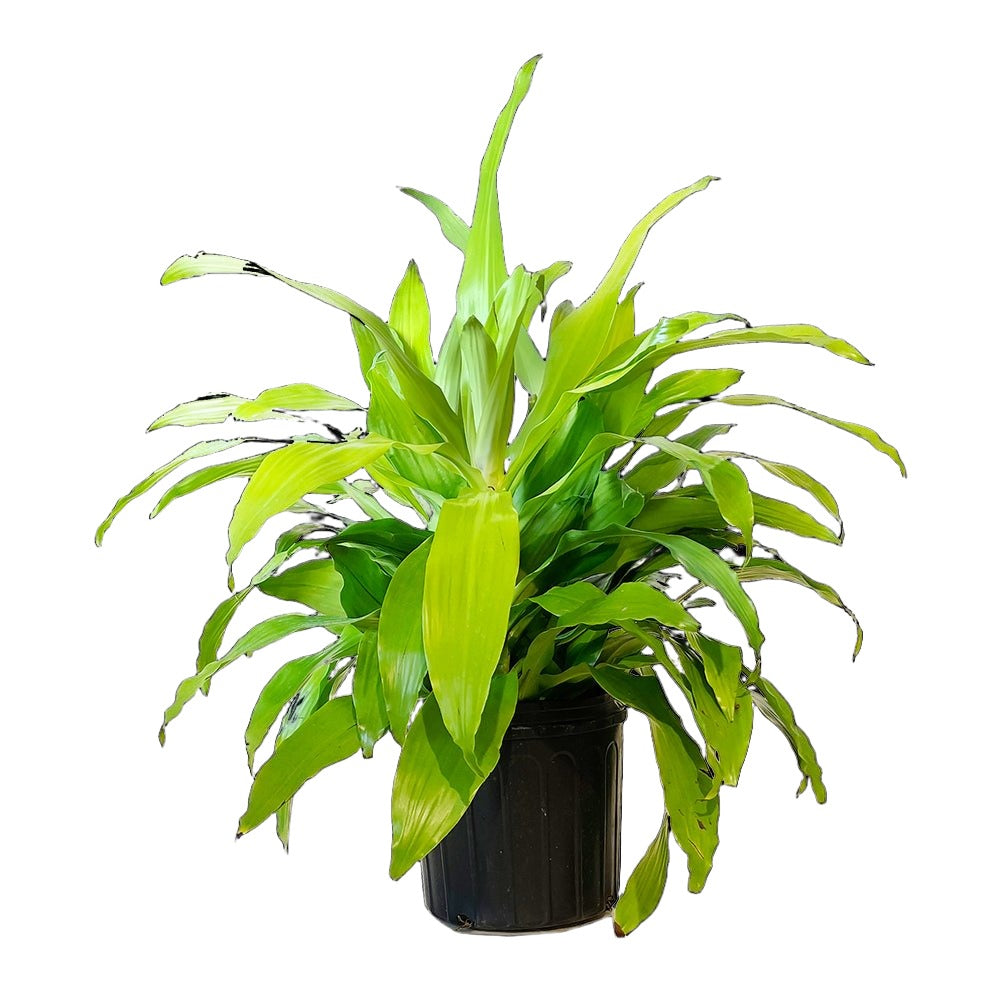 Dracaena Limelight 10 Inch Pot - Chive Plant Studio - Plants - Chive Studio 2024