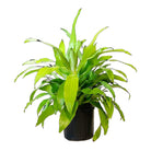 Dracaena Limelight 10 Inch Pot - Chive Plant Studio - Plants - Chive Studio 2024