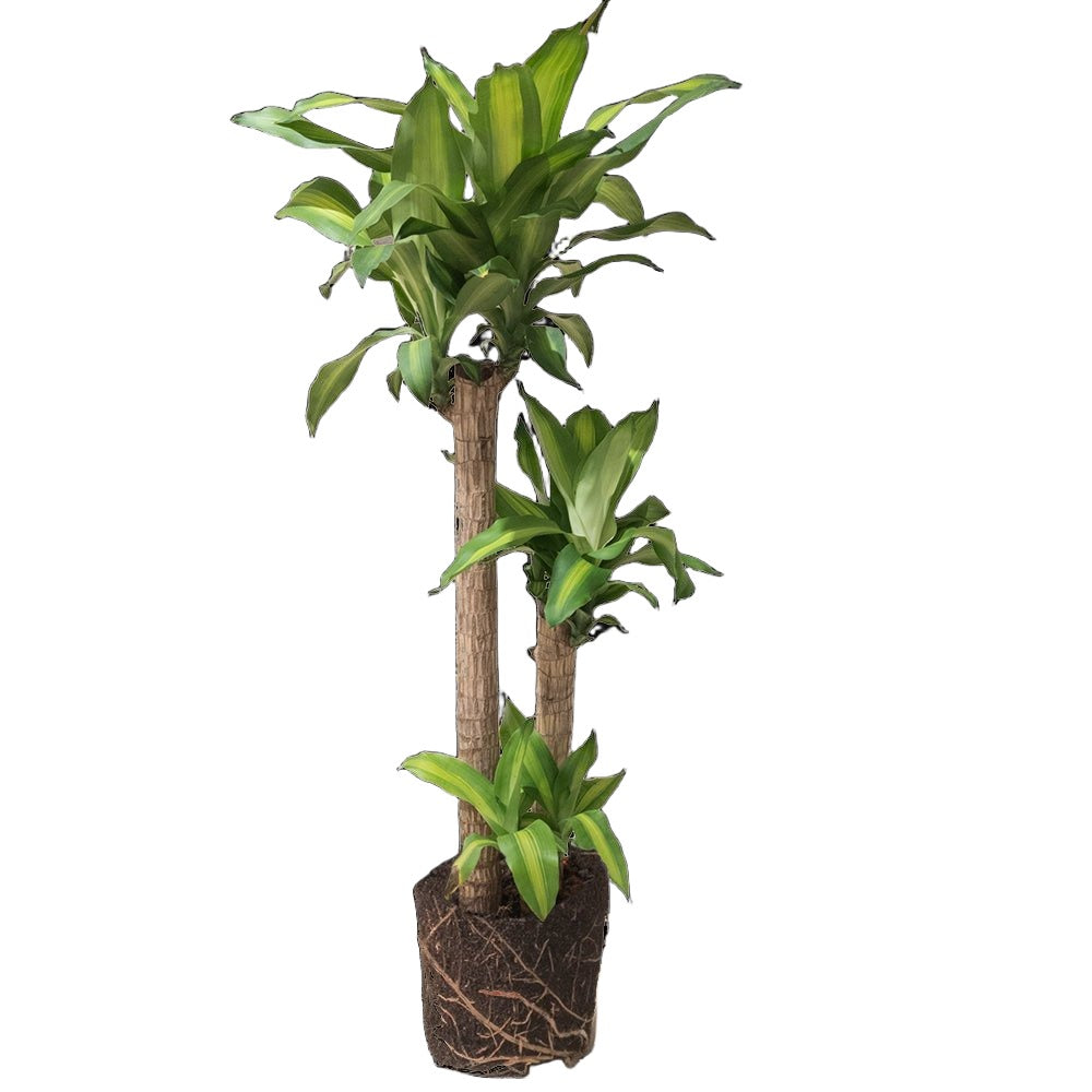 Dracaena Mass Cane 321 10 Inch Pot - Chive Plant Studio - Plants - Chive Studio 2024