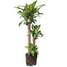 Dracaena Mass Cane 321 10 Inch Pot - Chive Plant Studio - Plants - Chive Studio 2024