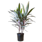 Dracaena Cordyline Pink Diamond 10 Inch Pot - Chive Plant Studio - Plants - Chive Studio 2024