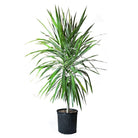 Dracaena Tarzan Tree 10 Inch Pot - Chive Plant Studio - Plants - Chive Studio 2024