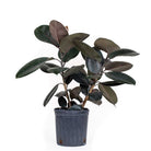 Ficus Elastica Burgundy Standard 10 Inches - Chive Plant Studio - Plants - Chive Studio 2024