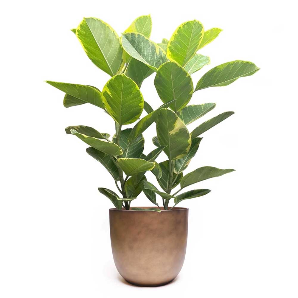 A Ficus Golden Gem, standing tall in a simple brown 10-inch pot, boasts large, shiny green leaves with striking yellow edges. The symmetrically arranged air-purifying leaves are beautifully showcased against a plain white background, making it an ideal choice for indoor plant decor.