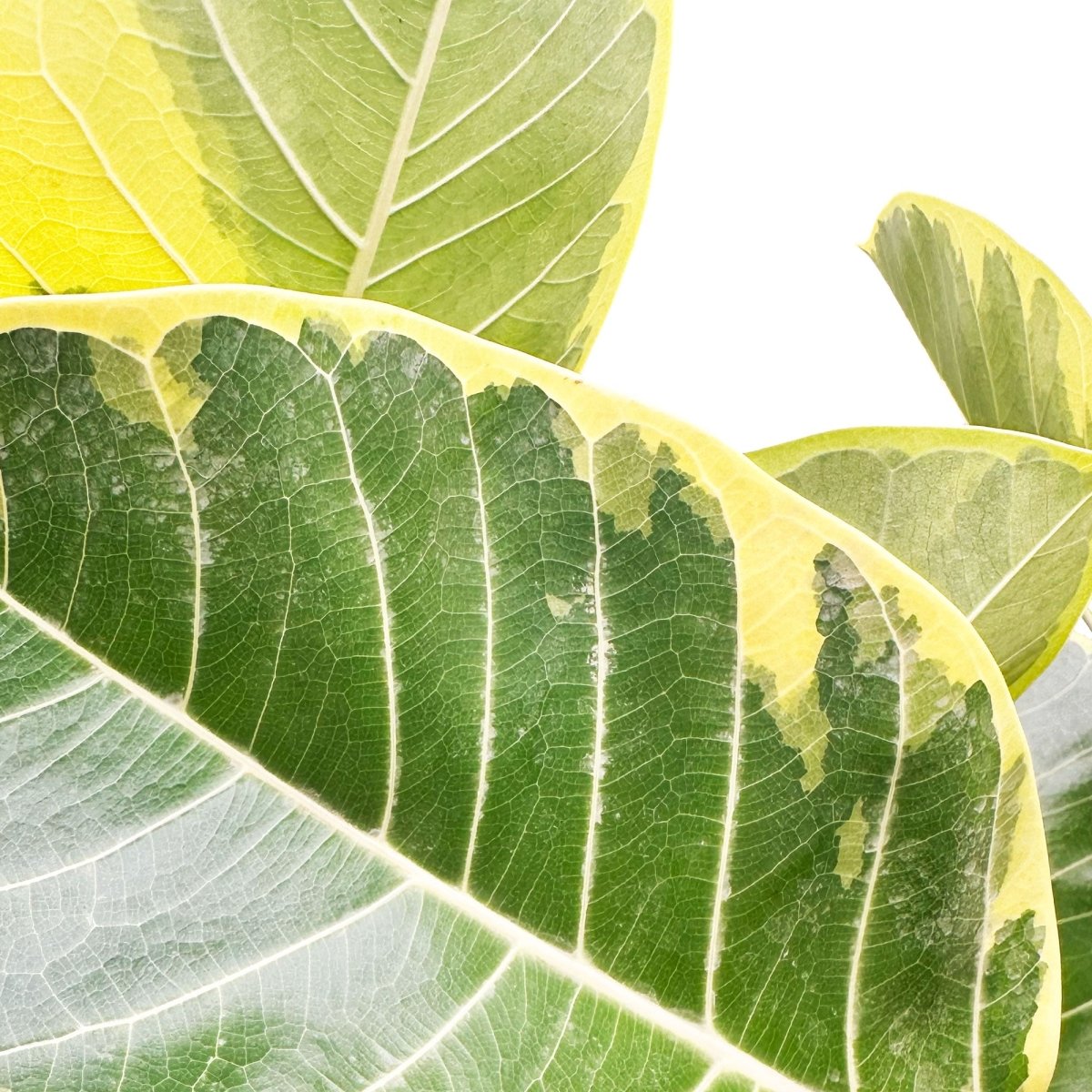 Close-up of several large Ficus Golden Gem leaves with prominent veins and yellow edges, arranged against a white background. The leaves' texture and intricate vein patterns are clearly visible, highlighting their natural beauty as ideal indoor plant decor in a 10-inch pot.