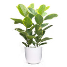 A lush green Ficus Golden Gem in a 10-inch pot, featuring large oval leaves with prominent veins and a glossy texture. This air-purifying marvel displayed in a simple white pot stands out against a plain white background, emphasizing the vivid green foliage of this indoor plant decor gem.