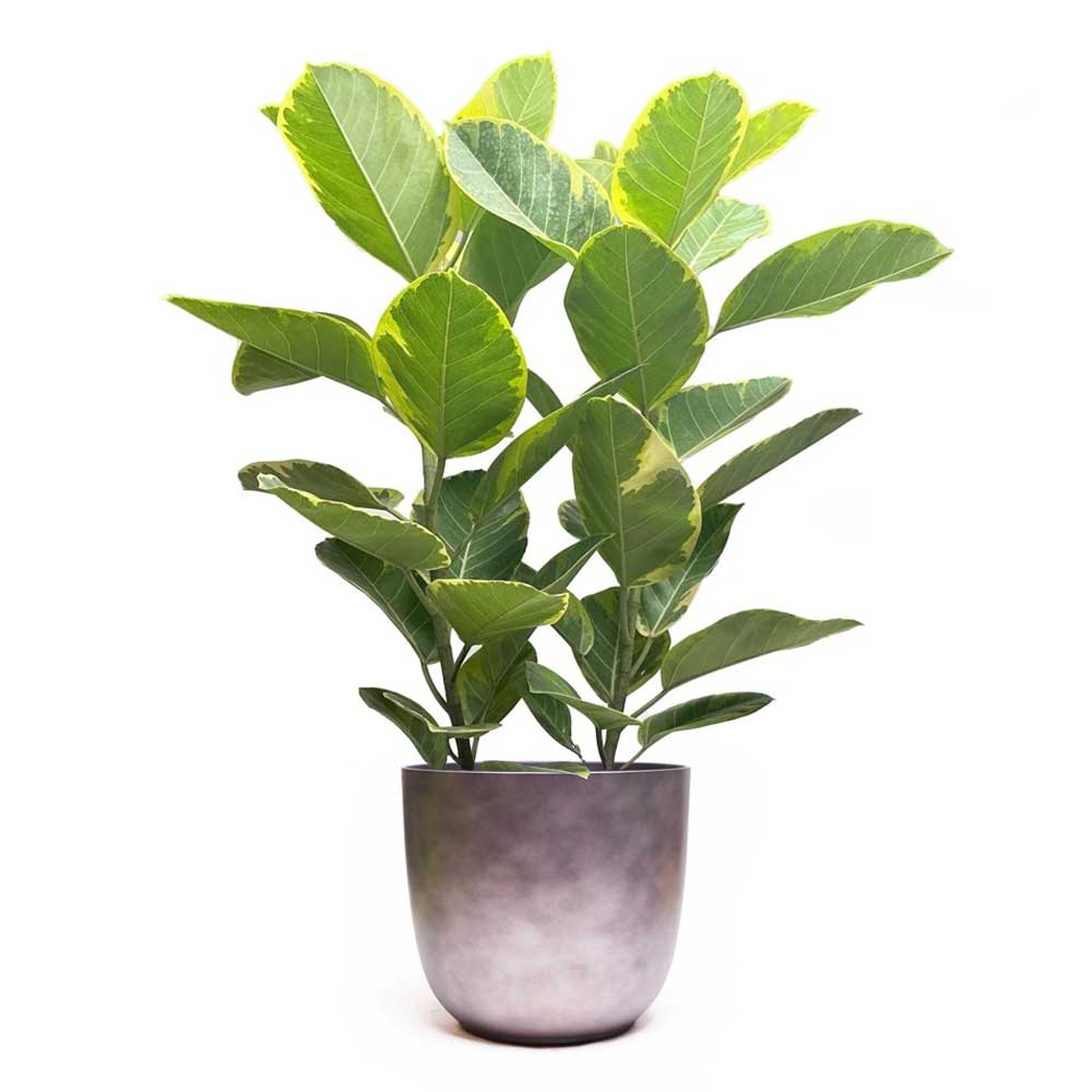 The Ficus Golden Gem, with its vibrant green leaves and light green veins, is situated in a smooth, modern gray 10-inch pot. This air-purifying plant stands out against a plain white background, emphasizing its rich, lush foliage.