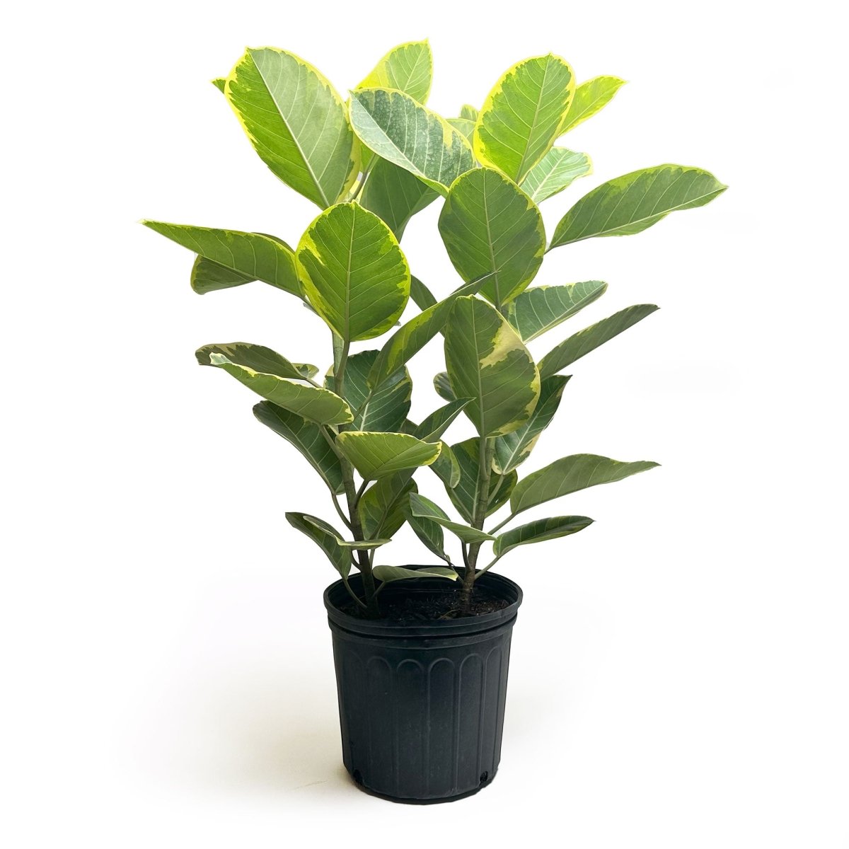 Ficus Golden Gem 10 Inch Pot - Chive Plant Studio - Plants - Chive Studio 2024