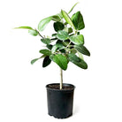 Ficus Audrey 10 Inch Pot - Chive Plant Studio - Plants - Chive Studio 2024