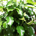 Close-up of lush green leaves with a glossy surface on the Chive Plant Studio's Ficus Benjamina Braid in a 10-inch pot. The densely packed foliage creates a vibrant and healthy appearance. Some leaves are slightly curled, while the brightly lit background highlights the rich green color of the tree, emphasizing its tall and sturdy nature.