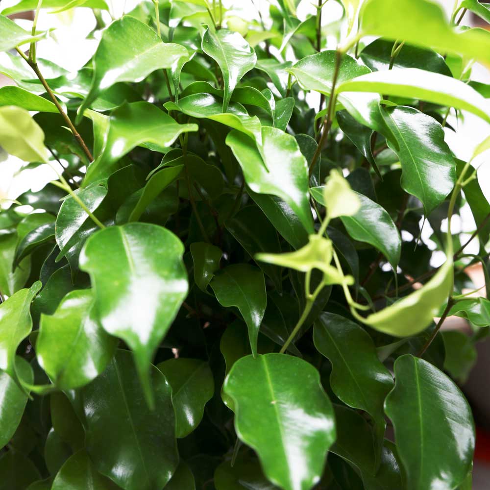 A close-up image highlights the lush, vibrant green leaves of the Ficus Benjamina Braid 10 Inch Pot houseplant. The broad, glossy leaves are deeply green, capturing the light and creating a fresh, lively appearance. The background is blurred to emphasize the plant's braided masterpiece foliage, ideally suited for bright indirect light.