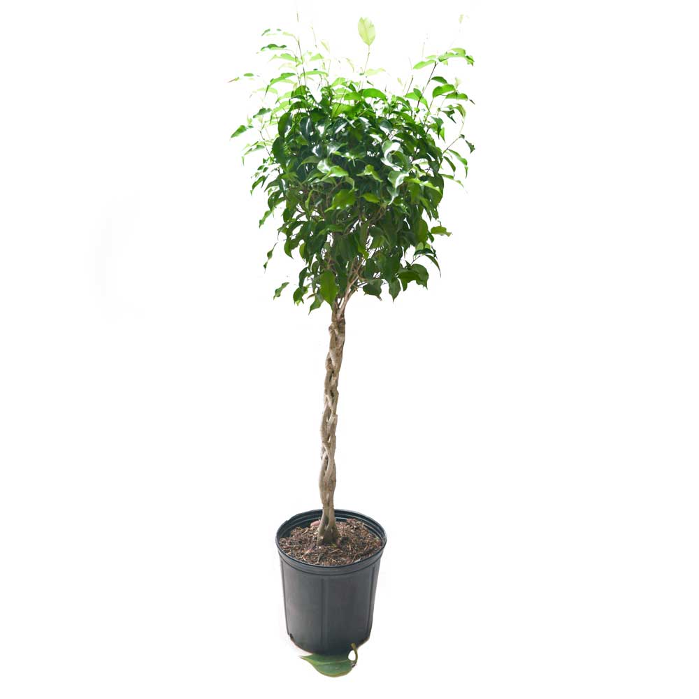 A Ficus Benjamina Braid from Chive Plant Studio, featuring a twisted trunk and dense, green foliage, sits in a black plastic pot. The plant, extra large in size and housed in a 10-inch pot, contrasts beautifully against the plain white background. Perfect for a north, east, or south-facing window to thrive.