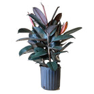 Ficus Elastica Burgundy 10 Inch Pot - Chive Plant Studio - Plants - Chive Studio 2024