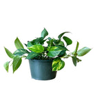 Pothos Golden 10 Inch Pot - Chive Plant Studio - Plants - Chive Studio 2024