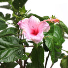 Hibiscus Seminole Pink 10 Inches - Chive Plant Studio - Plants - Chive Studio Canada