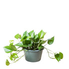 Pothos Jade 10 Inch Pot - Chive Plant Studio - Plants - Chive Studio 2024