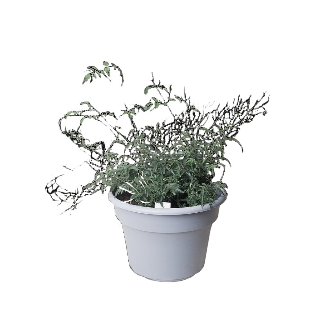 Jasmine 10 Inch Pot - Chive Plant Studio - Plants - Chive Studio 2024