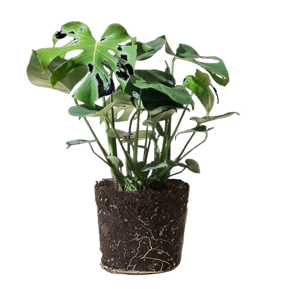 Monstera Deliciosa 10 Inch Pot - Chive Plant Studio - Plants - Chive Studio 2024