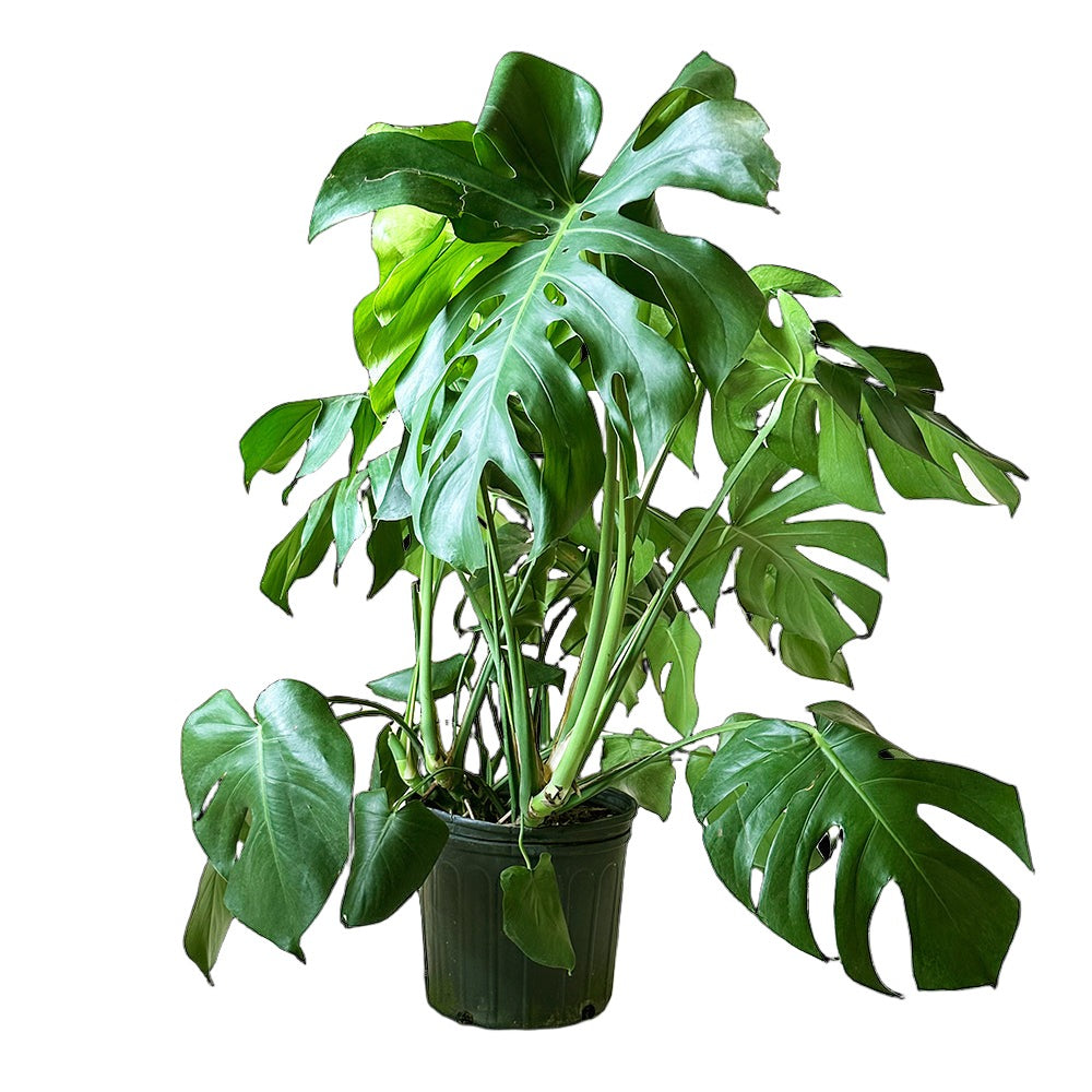 How to measure a plant pot, 10 inch Monstera| Chive.ca