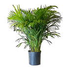 Palm Areca 10 Inch Pot - Chive Plant Studio - Plants - Chive Studio 2024