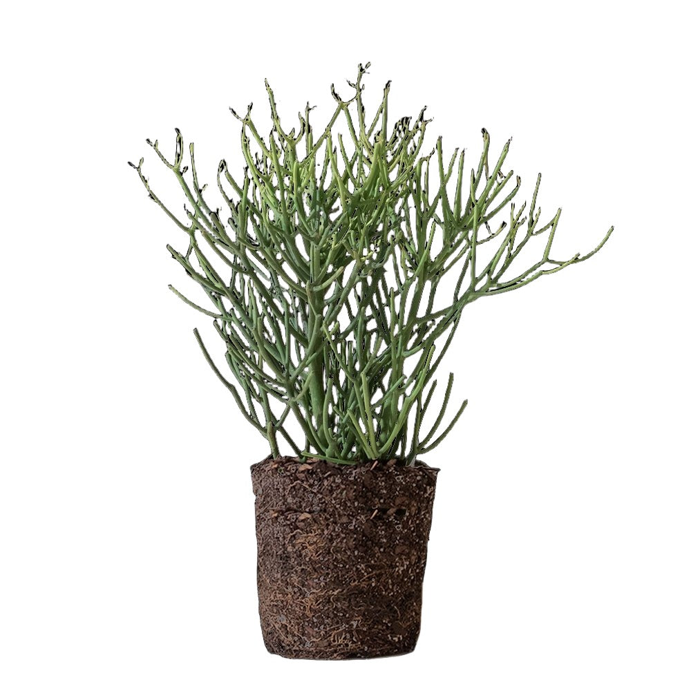 Pencil Cactus 10 Inch Pot - Chive Plant Studio - Plants - Chive Studio 2024