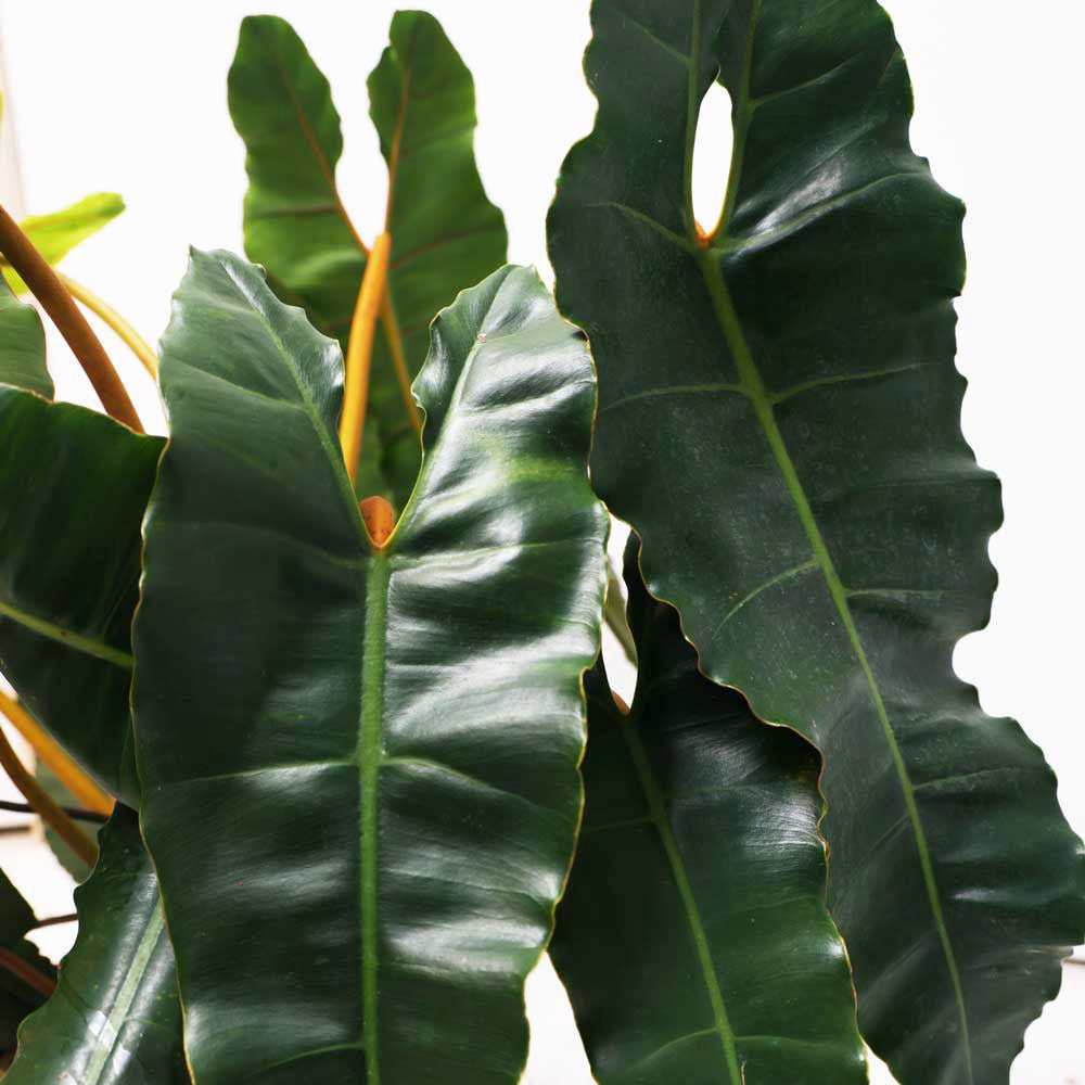 Wholesale 10 Plant online Philodendron Linet