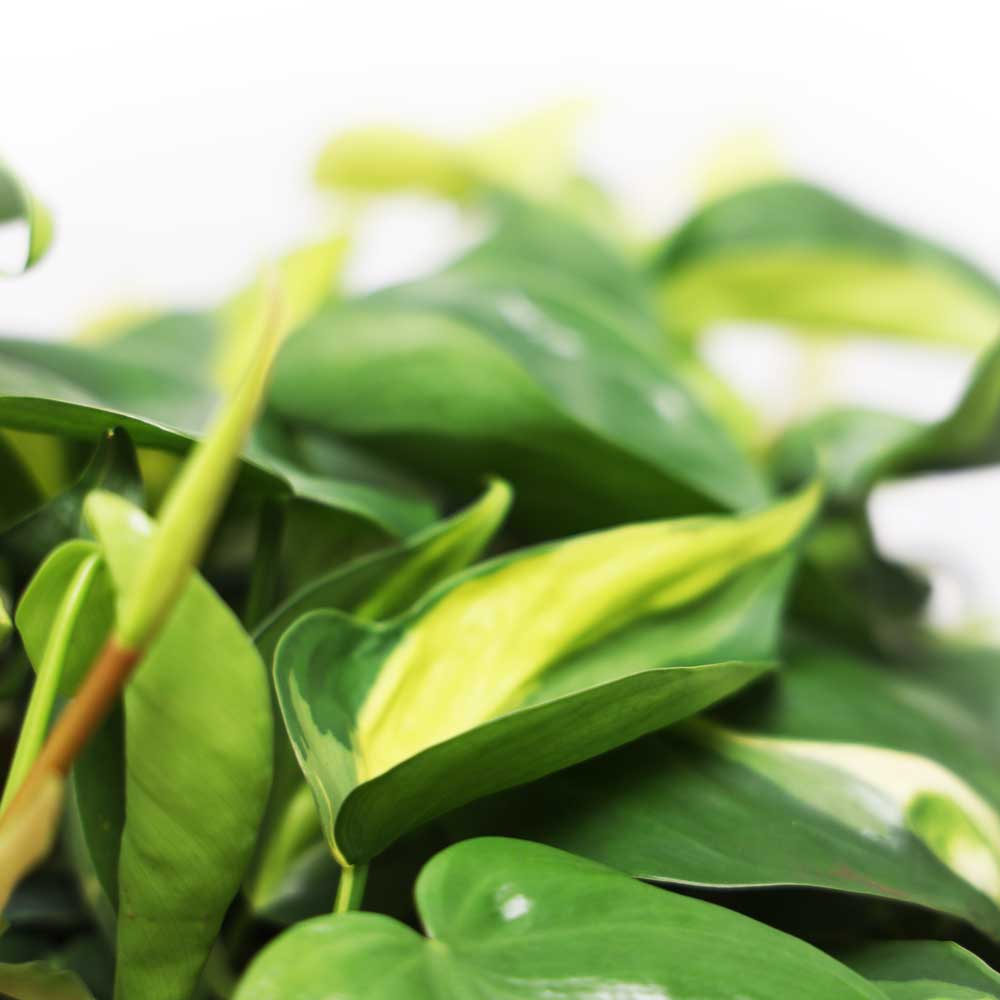 Wholesale on sale 10 Plant Philodendron Linet