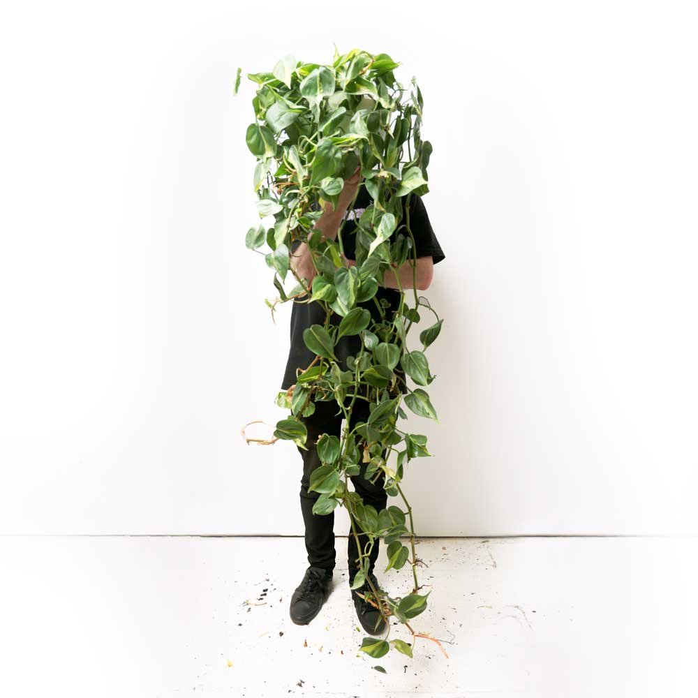 A person in black stands against a white background, holding a large Philodendron Brazil 10 Inch - Potted with leafy green vines that obscure their face and upper body. Some soil is scattered on the floor.