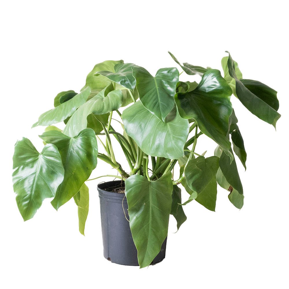 Philodendron Giganteum 10 Inch Pot - Chive Plant Studio - Plants - Chive Studio 2024