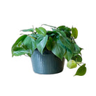 Philodendron Heartleaf 10 Inch Pot - Chive Plant Studio - Plants - Chive Studio 2024