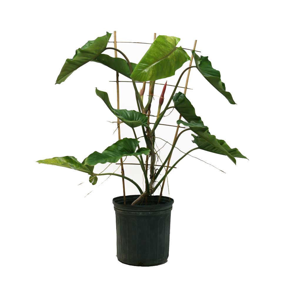 Experience the lush beauty of the Philodendron Subhastatum Trellis from Chive Plant Studio. This tall potted plant features large, broad green leaves supported by thin bamboo stakes. It sits elegantly in a 10-inch black plastic pot, with its leafy stems reaching upward to create a vibrant and vertical appearance, making it an ideal addition near a north-east or south-facing window.