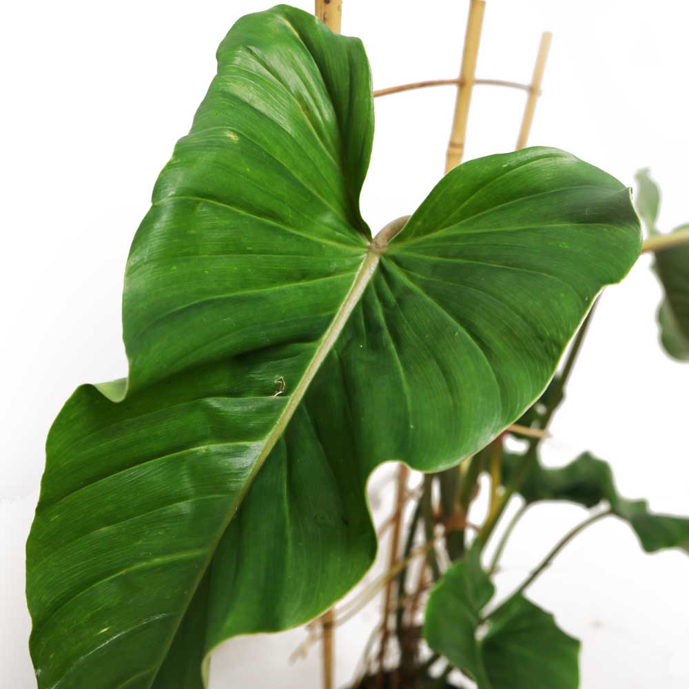 Close-up of a deep green, heart-shaped Philodendron Subhastatum leaf from Chive Plant Studio, showcasing its prominent central vein and smooth texture. The leaf is attached to a thin stem with other similar leaves and is supported by bamboo stakes, reminiscent of an extra-large living room plant setup. The image is set against a white backdrop. This plant is displayed in a 10-inch pot on a trellis.
